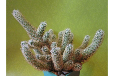 Маммиллярия Удлинённая (Mammillaria Elongata) Маммиллярия Удлинённая (Mammillaria Elongata)