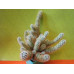 Маммиллярия Удлинённая (Mammillaria Elongata) Маммиллярия Удлинённая (Mammillaria Elongata)