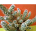 Маммиллярия Удлинённая (Mammillaria Elongata) Маммиллярия Удлинённая (Mammillaria Elongata)