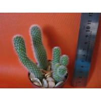 Маммиллярия (Mammillaria sp.)