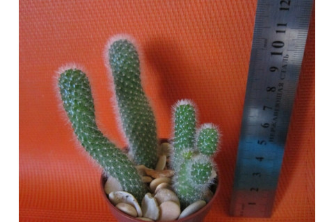 Маммиллярия (Mammillaria sp.)