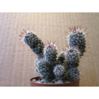 Маммиллярия Торнберии (Mammillaria Thornberi Orcutt) Маммиллярия Торнберии (Mammillaria Thornberi Orcutt)