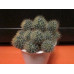 Маммиллярия Вильда (Mammillaria Wildii)