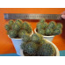 Маммиллярия Вильда (Mammillaria Wildii)