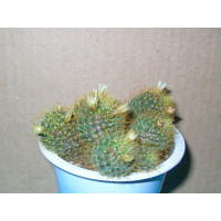 Маммиллярия Вильда (Mammillaria Wildii) Маммиллярия Вильда (Mammillaria Wildii)
