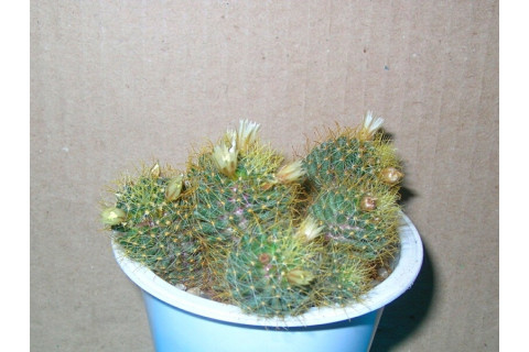 Маммиллярия Вильда (Mammillaria Wildii)