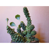 Монадениум Ричи (Monadenium ritchiei) Монадениум Ричи (Monadenium ritchiei)