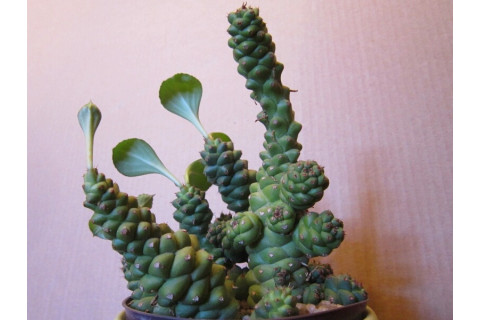 Монадениум Ричи (Monadenium ritchiei)