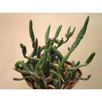 Опунция (Opuntia sp.) Опунция (Opuntia sp.)