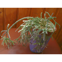 Рипсалис хоррида (Rhipsalis horrida) Рипсалис хоррида (Rhipsalis horrida)