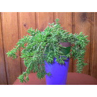 Рипсалис мезембриантемовидный (Rhipsalis mesembryanthemoides) Рипсалис мезембриантемовидный (Rhipsalis mesembryanthemoides)