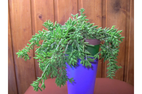 Рипсалис мезембриантемовидный (Rhipsalis mesembryanthemoides) Рипсалис мезембриантемовидный (Rhipsalis mesembryanthemoides)