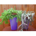 Рипсалис мезембриантемовидный (Rhipsalis mesembryanthemoides) Рипсалис мезембриантемовидный (Rhipsalis mesembryanthemoides)